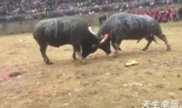 女烈受刑视频,悲壮瞬间，历史见证