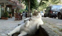 小猫搞笑视频,小猫萌态逗翻网友