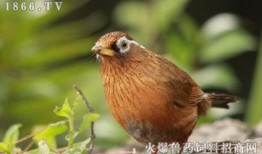 画眉鸟叫声视频,自然之美尽收眼底