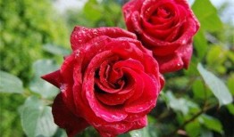 月季花修剪方法视频,视频教程详解